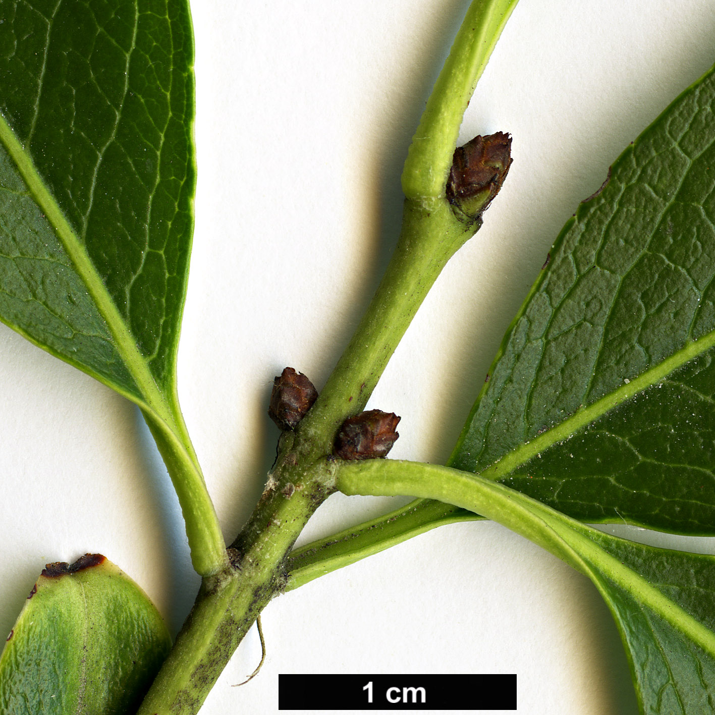 High resolution image: Family: Celastraceae - Genus: Euonymus - Taxon: grandiflorus - SpeciesSub: f. salicifolius High resolution image: Family: Celastraceae - Genus: Euonymus - Taxon: grandiflorus - SpeciesSub: f. salicifolius